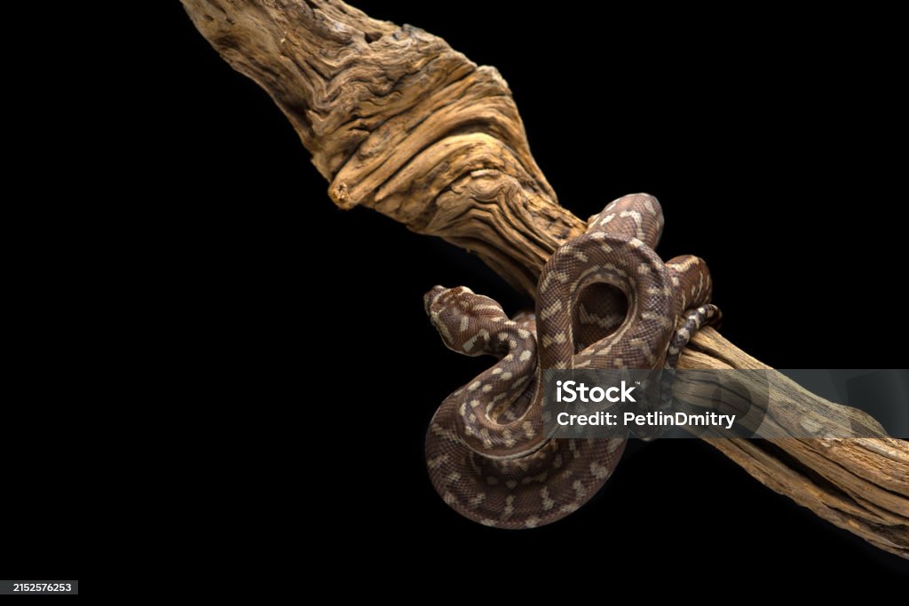 Python Hanging Drawing Jungle Carpet Python Hanging On A Branch Isolated On Black Background ...