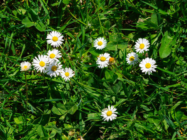 istock Vibrant white daisies in lush greenery 2152577165