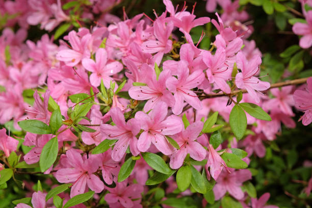 istock Pink Rhododendron azalea Hinomayo in flower. 2152579014