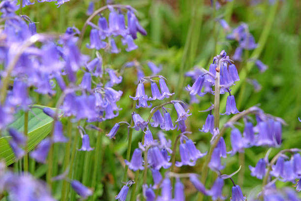 istock Hyacinthoides non scripta, otherwise named common bluebells, English bluebells, British bluebells, or wood bells, in flower. 2152579203