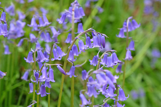 istock Hyacinthoides non scripta, otherwise named common bluebells, English bluebells, British bluebells, or wood bells, in flower. 2152579223