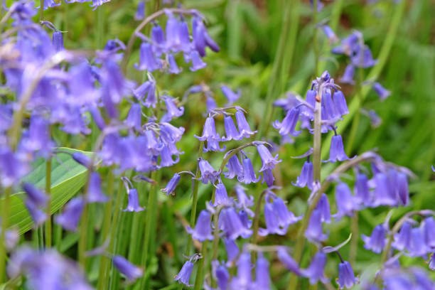 istock Hyacinthoides non scripta, otherwise named common bluebells, English bluebells, British bluebells, or wood bells, in flower. 2152579227
