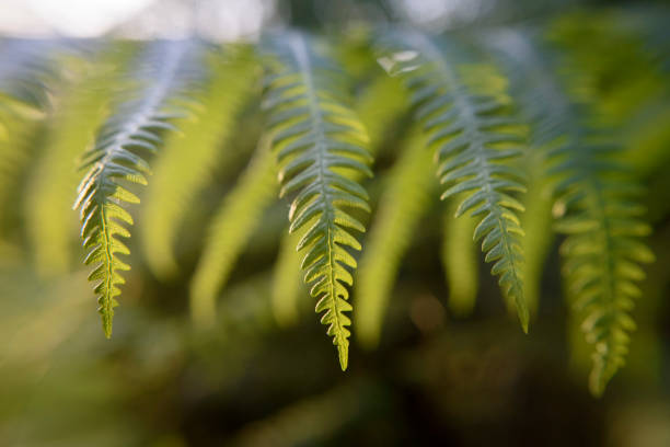 istock Wild fern leaves in a forest 2152579262