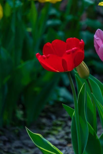 Red tulip in garden blurred background High quality photo