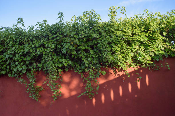 Green bush on red wall in country house