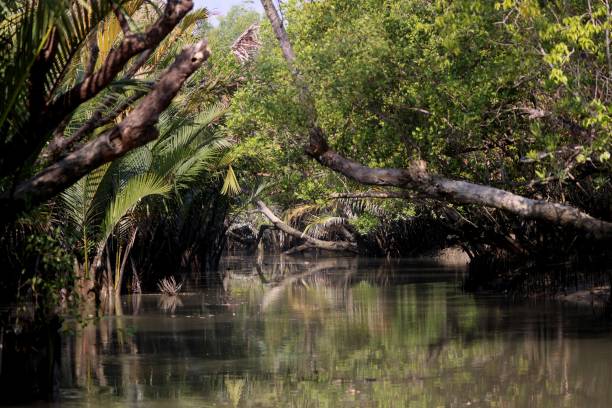 istock A canal in Sundarbans. 2152579698