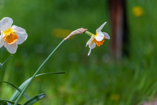 istock Two white daffodils in the garden at home 2152579801