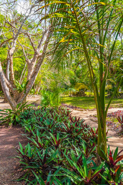 istock Tropical jungle plants trees walking trails Muyil Mayan ruins Mexico. 2152581999