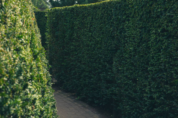 istock In the maze garden 2152582248