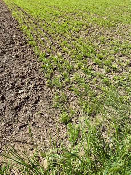 istock Rows of newly plated grain crops 2152584056