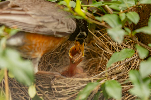 American robin parent feeding youngsters ready to leave the nest