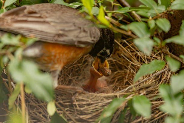 Bird in nest in tree