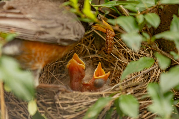 Mama American Robin feeds a caterpillar to her young
