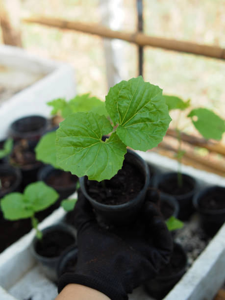 istock young bitter melon tree ready to move in soil to grow 2152585606