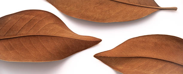 istock Three Dry Brown Leaves Arranged Neatly on a White Background 2152586245