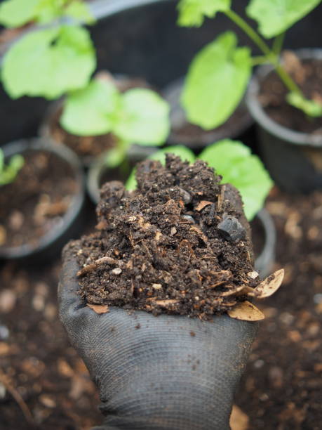 istock soil for vetgetable with earthwarm and bug in hand 2152586572