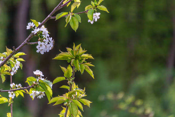 Beautiful sakura flower cherry blossom in spring sakura tree flower on blue sky High quality photo