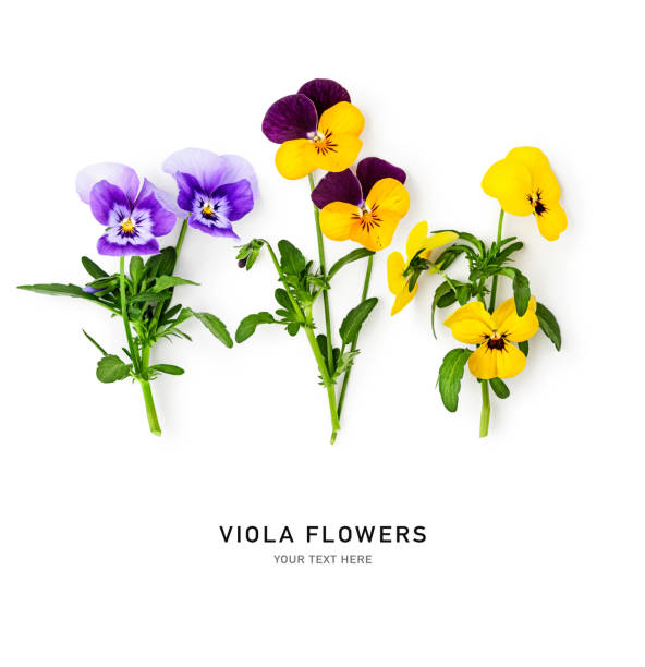 istock Spring viola pansy flowers composition isolated on white background 2152586860