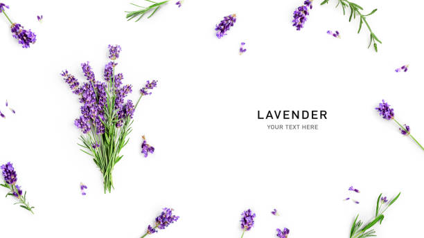 Lavender flowers and leaves creative frame and border isolated on white background