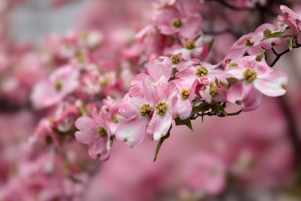 flowering dogwood Dogwood blossoms in full bloom, wet from the rain pink flowering dogwood stock pictures, royalty-free photos & images