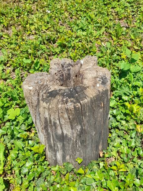 istock Tree stump in the green garden. 2152592574