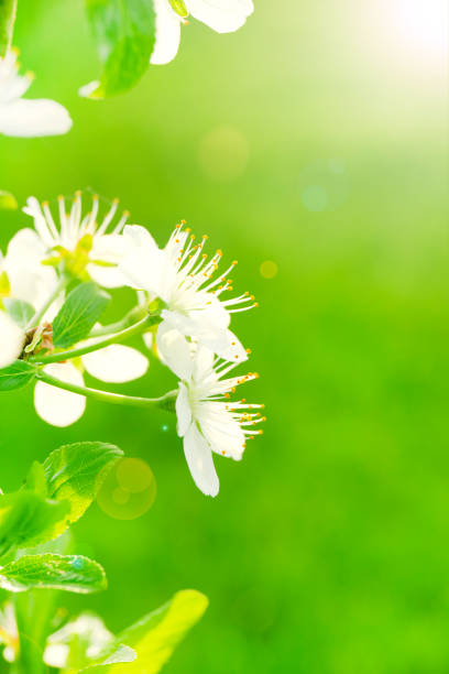 istock Beautiful spring image with Apple flowers close up with sunlight 2152592963