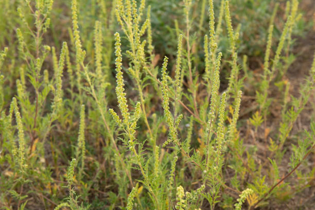 istock Flowering ragweed plant growing outside, a common allergen 2152593005