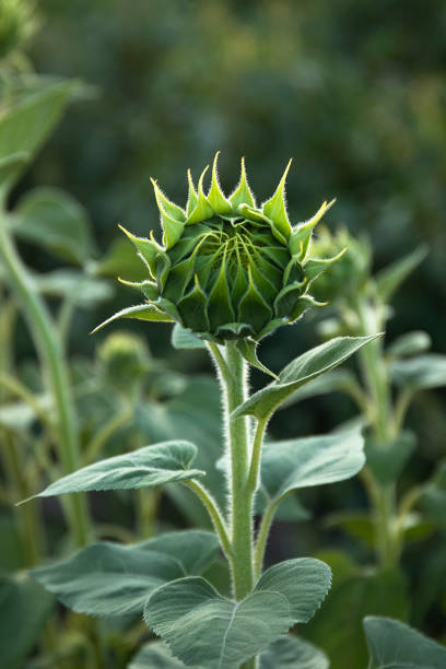Young sunflower bud in morning sunlight in field