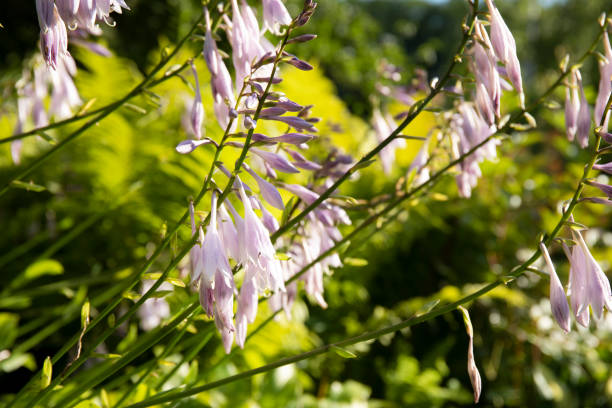 Close up variegated hosta plant flowering in the garden