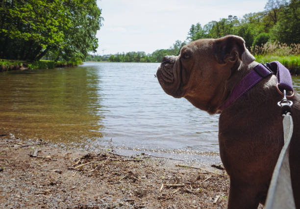 Close up of a dog looking away