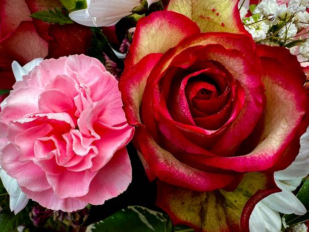A pink carnation flower and a red and yellow flower side by side