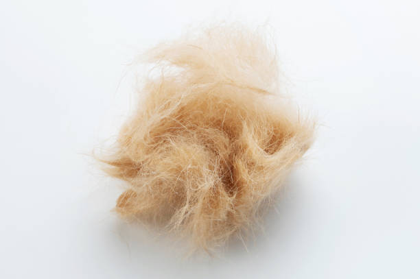 istock Brown dog tuft ball 2152596126