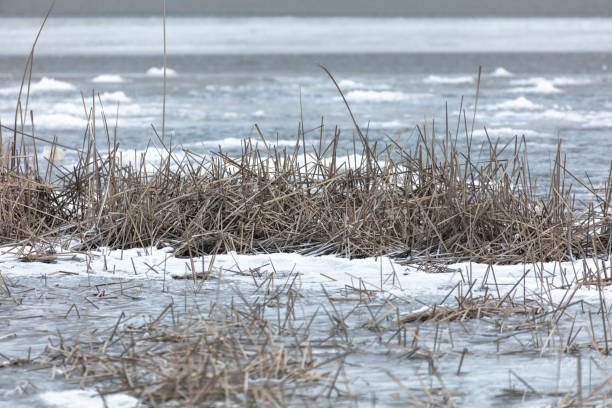 istock Dry reeds on ice in winter 2152599123