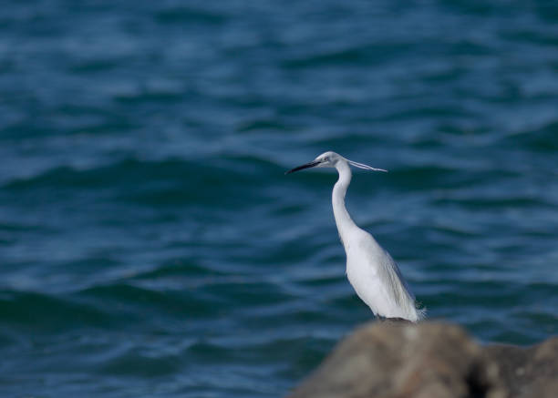 Close up of a little egret standing on the rocks at Bolsena lake in Italy.