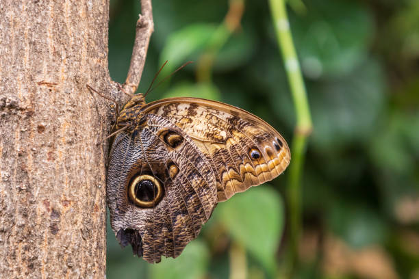 A beautiful large colorful butterfly in its natural habitat.