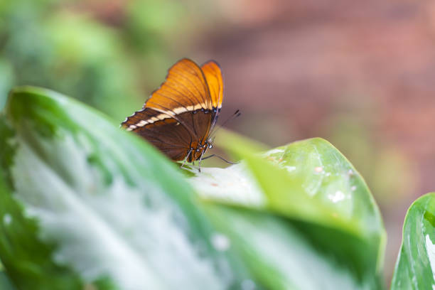 A beautiful large colorful butterfly in its natural habitat.