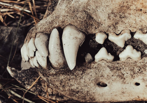 Teeth on a dog's skull. Close-up.