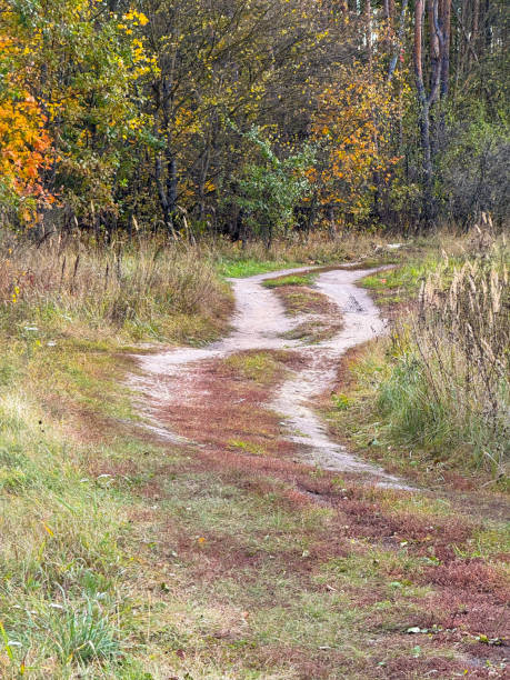 istock Dirt road in the forest in autumn 2152608303
