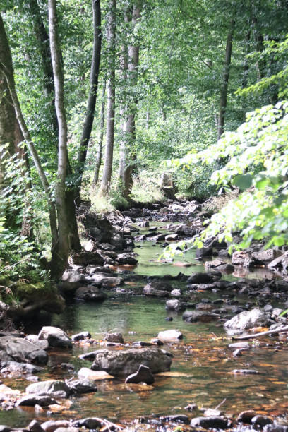 istock National Park  Hunsrueck-Hochwald 2152609488