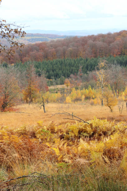 istock National Park  Hunsrueck-Hochwald 2152610097