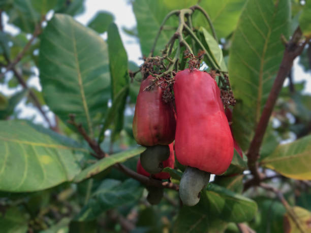 Cashew apple fruits