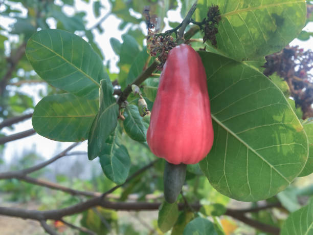 istock Cashew apple fruits 2152610681