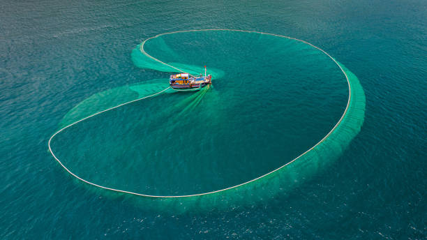 Netting fish on Dai Lanh sea Drone view a fishing boat is netting fishes on Dai Lanh sea, Khanh Hoa province, central Vietnamdefault fish trawler stock pictures, royalty-free photos & images