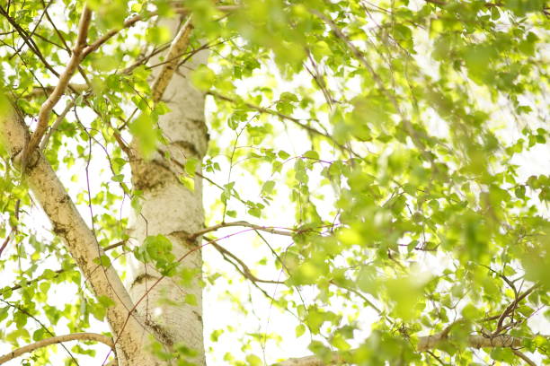 birch tree with green leaves in sky background