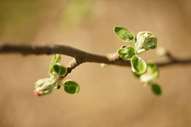 Fresh young small apple tree leaves on tree branch in sunny day.
