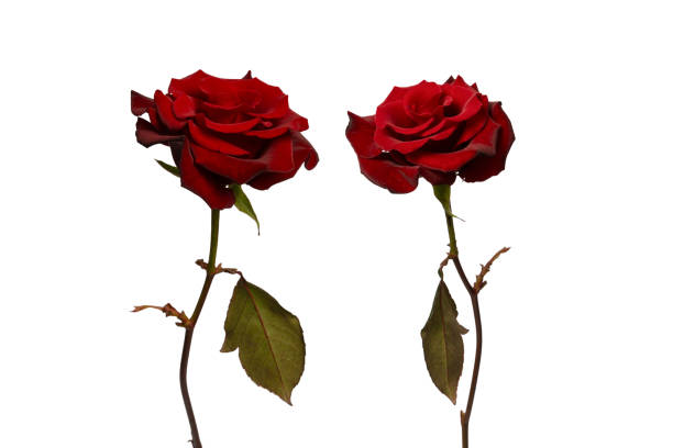 istock Beautiful red rose isolated on white background. 2152612967