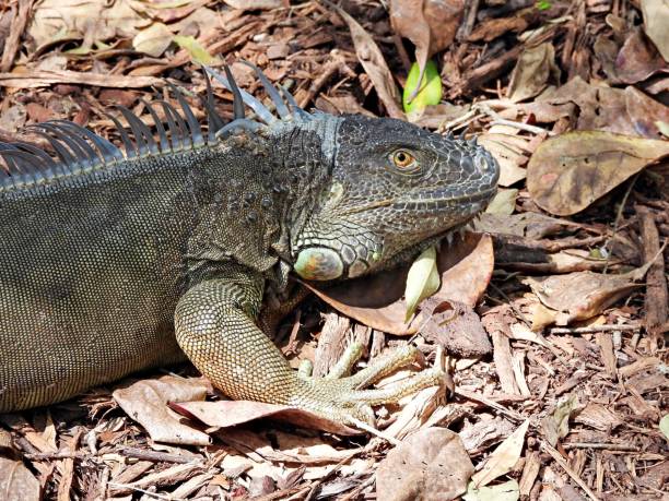 Green Iguana - profile