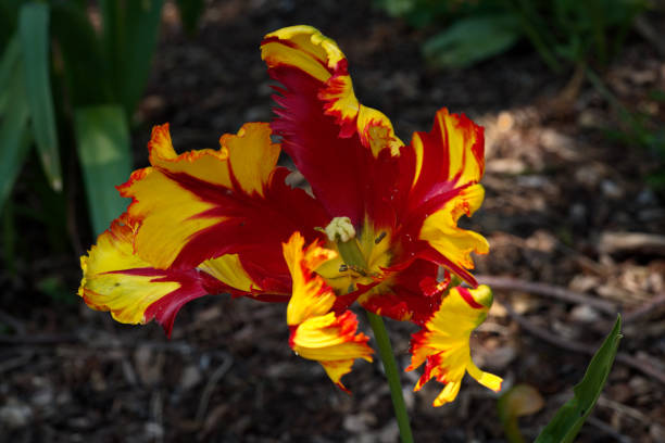 istock Tulip flaming parrot 2152614320