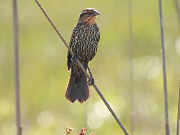 istock Red-winged Blackbird (Agelaius phoeniceus) -  female perched on a branch 2152615853