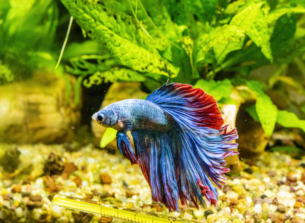 istock Blue Siamese Fighting Fish, Rosetail Halfmoon Aquarium Pet, Blue Red Betta Splendens 2152616154
